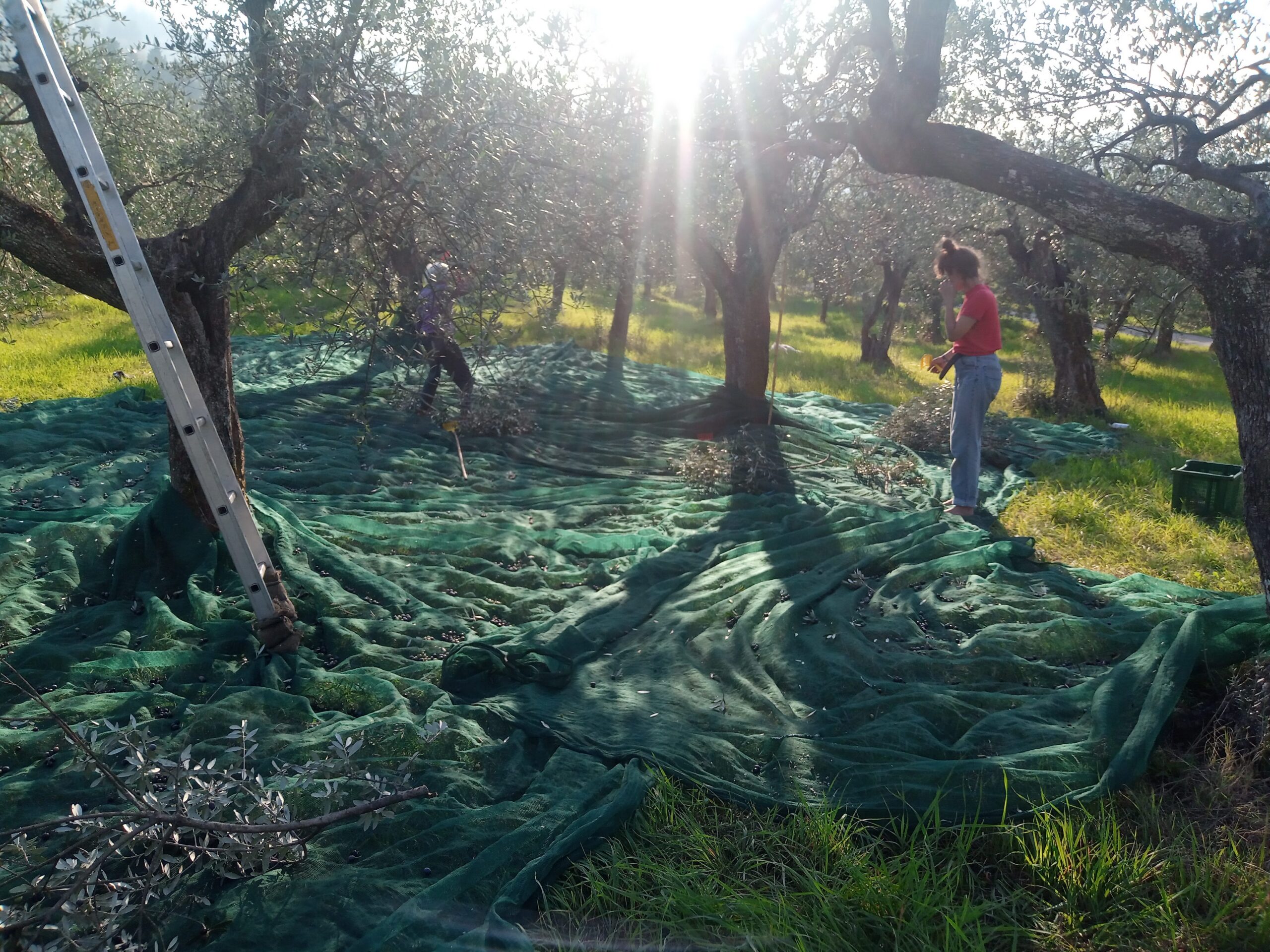 olive harvest