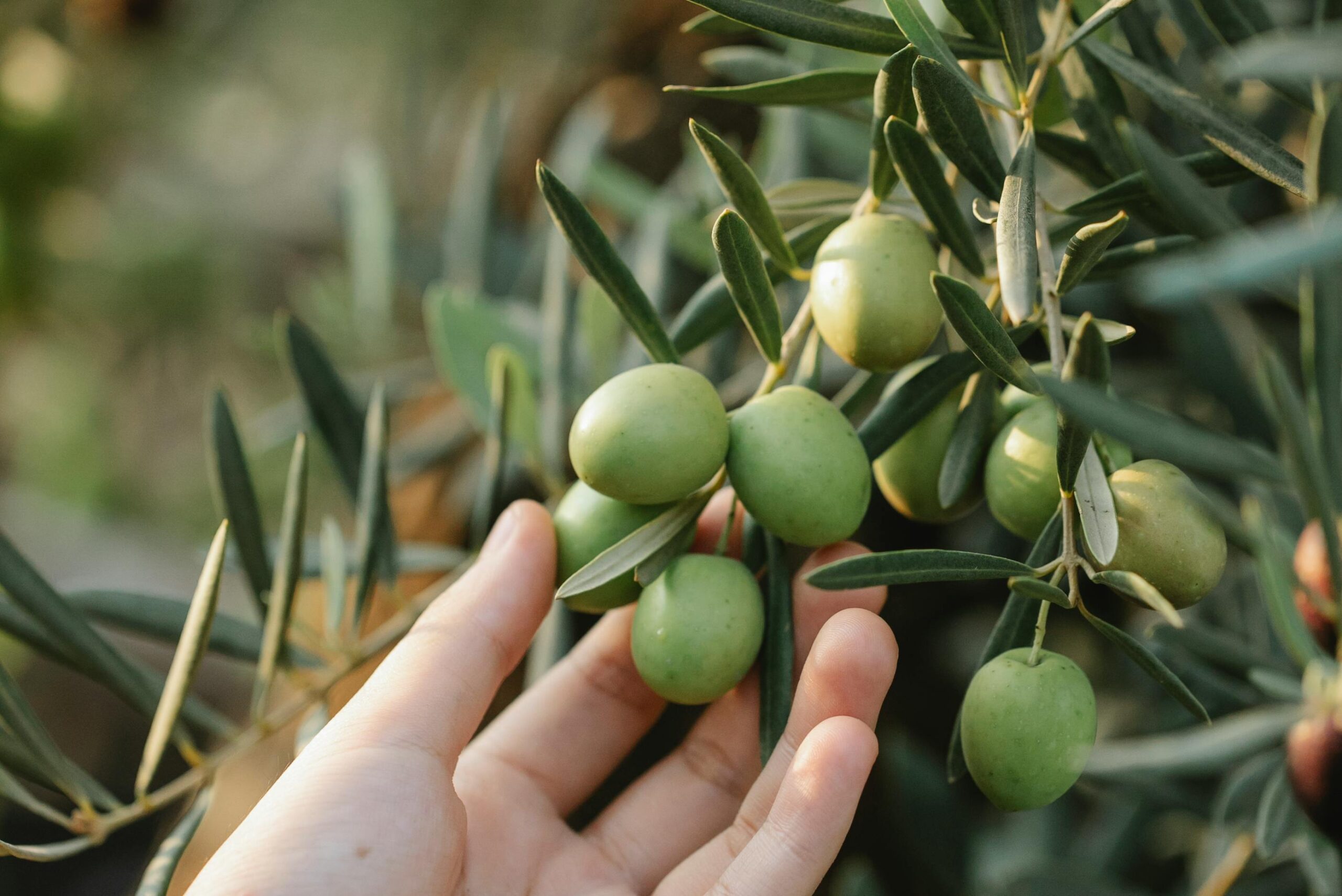 olive groves
