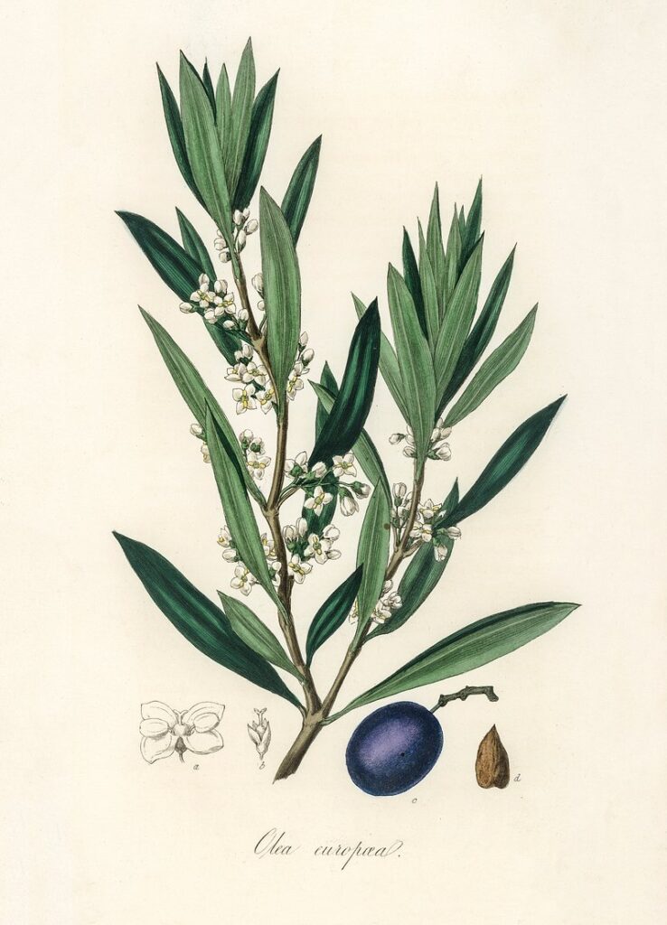 olive 3
