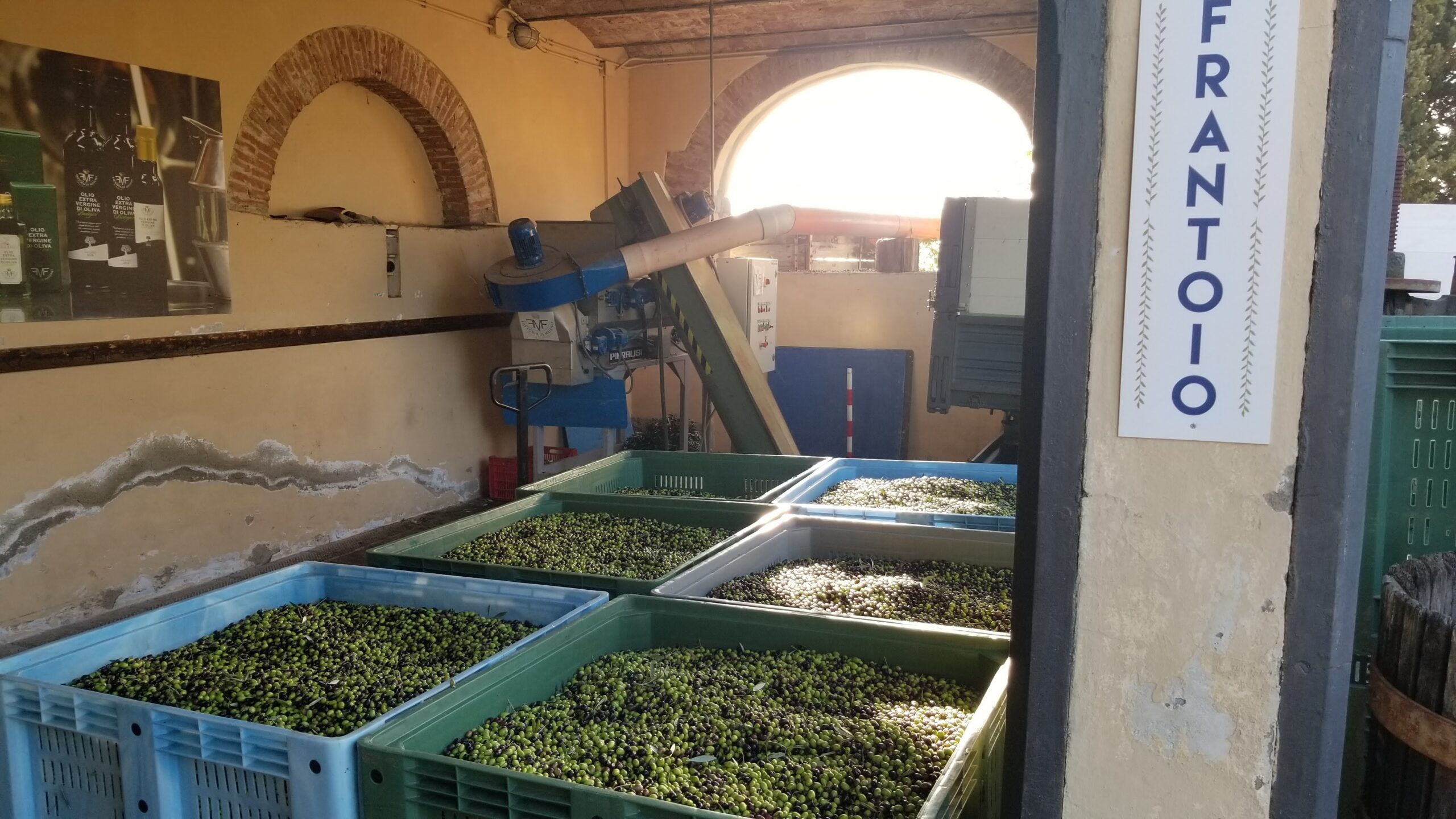 our olives at frontoio